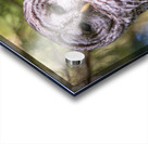 Barred Owl Acrylic print