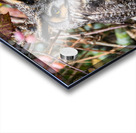 Long-eared Owl Acrylic print