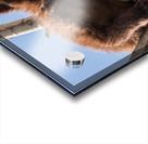 Black Bear Cub Acrylic print