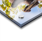 Black Bear Cub Acrylic print