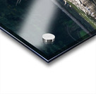 Grizzly Sow Acrylic print