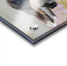 Red Fox with Kits Acrylic print