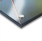 Female Calliope Hummingbird Acrylic print