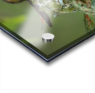 Female Rufous Hummingbird Acrylic print