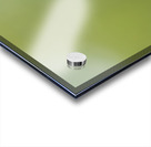 Male Calliope Hummingbird Acrylic print