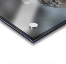 American Pika Acrylic print