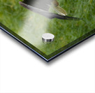 Bald Eagle Acrylic print