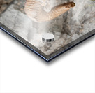 Bighorn Ram Acrylic print