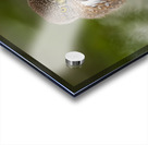 Northern Pygmy Owl Acrylic print