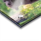 Grizzly Cubs Acrylic print