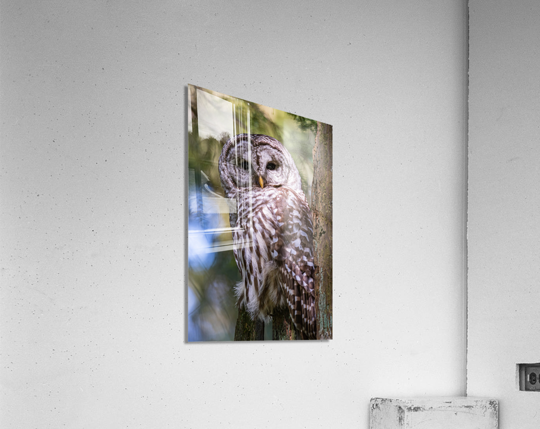 Barred Owl Acrylic Print