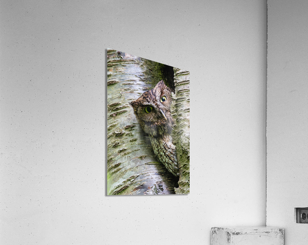 Western Screech Owl Acrylic Print