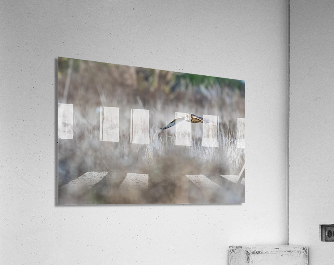 Short-eared Owl Acrylic Print