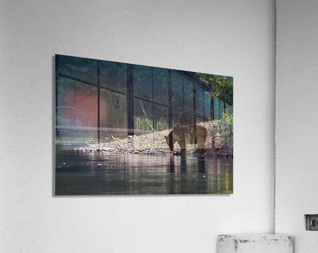 Grizzly Sow Acrylic Print