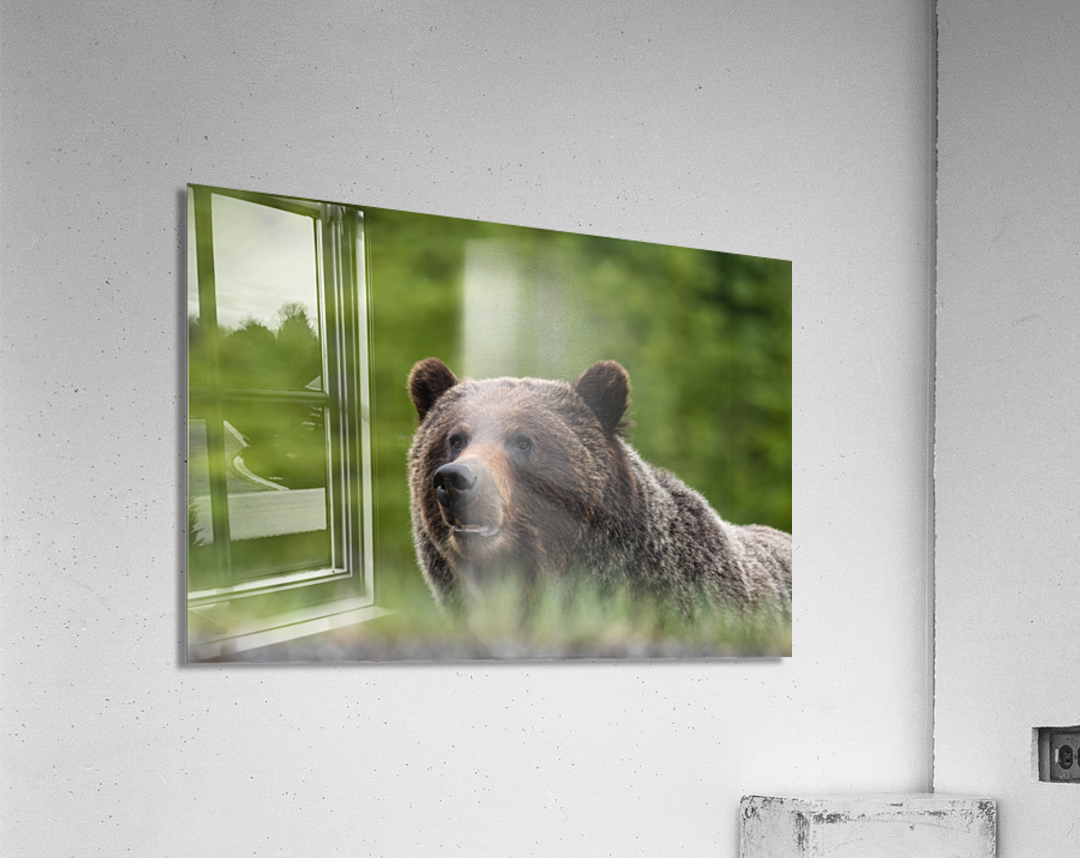 Grizzly Boar Acrylic Print