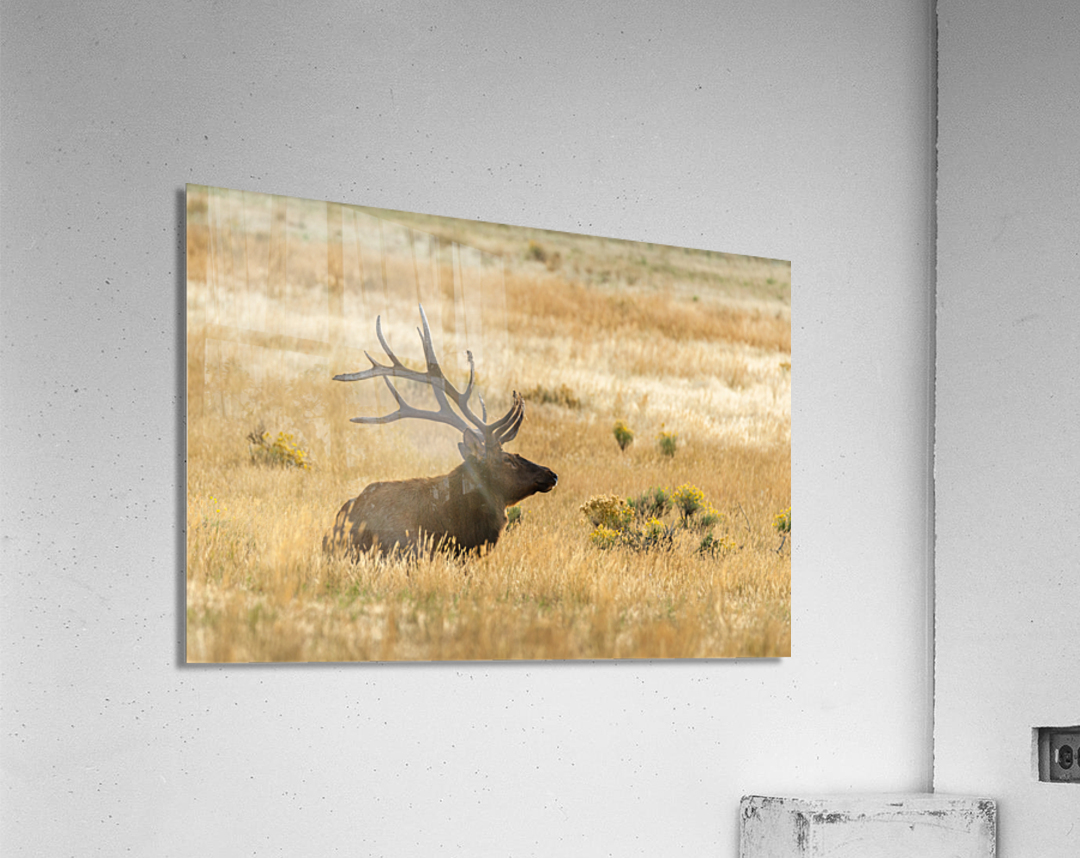 Bull Elk Acrylic Print