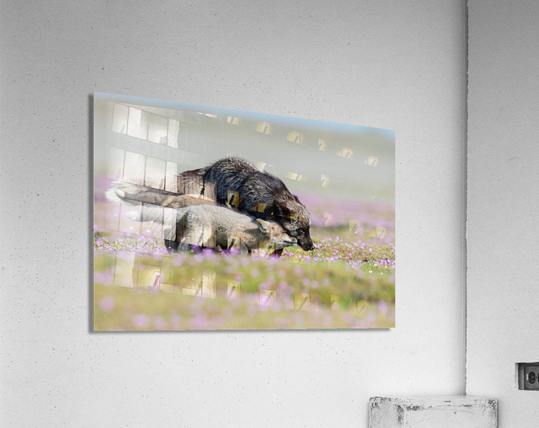 Red Fox with Kits Acrylic Print