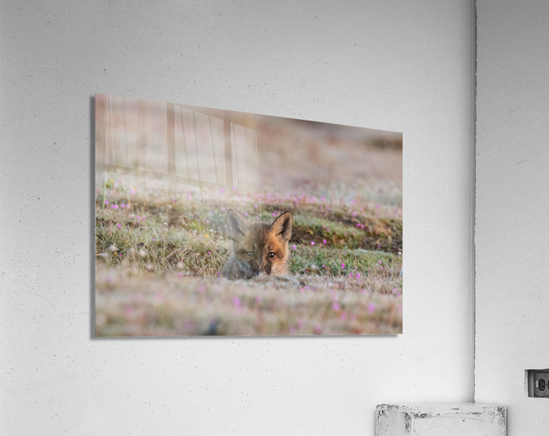 Red Fox Kit Acrylic Print
