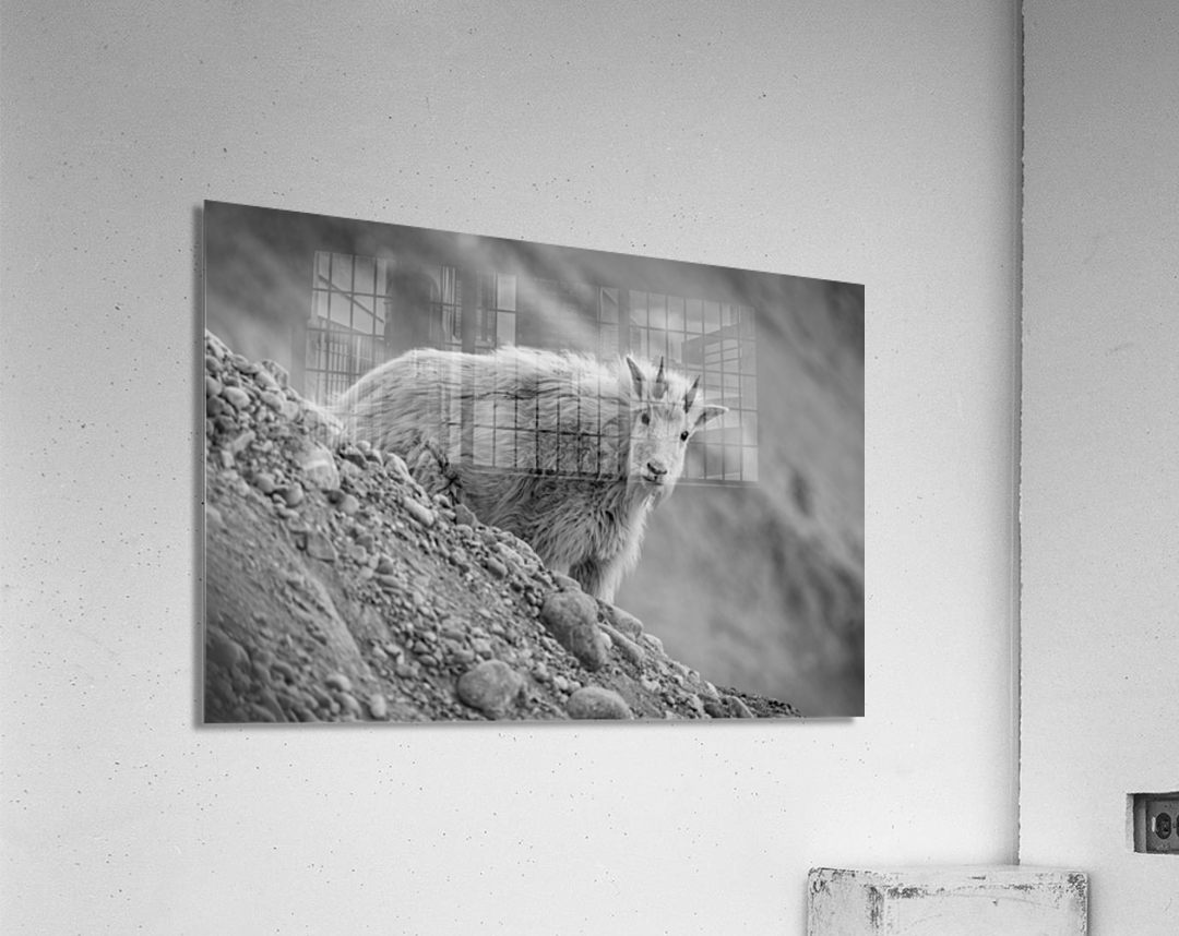 Mountain Goat Kid Acrylic Print