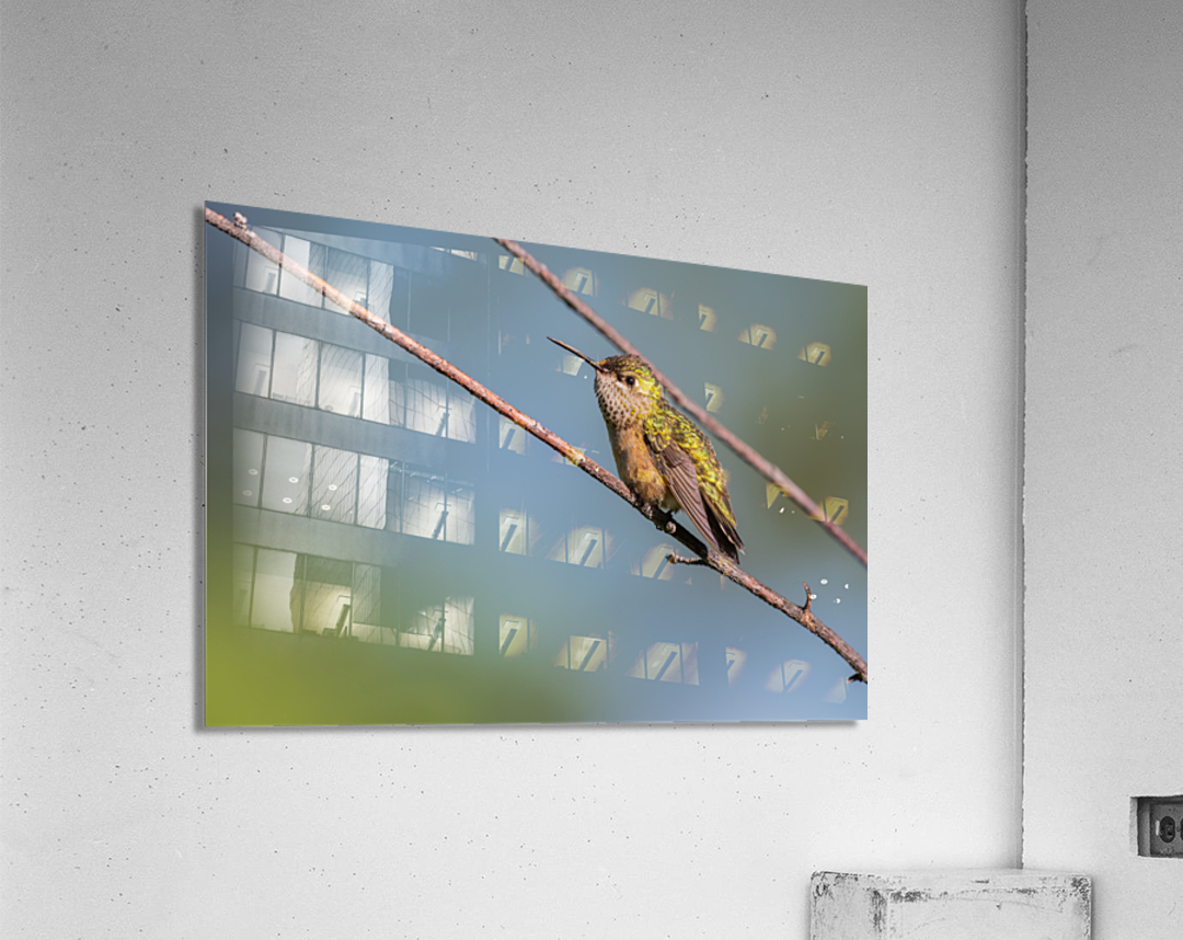 Female Calliope Hummingbird Acrylic Print