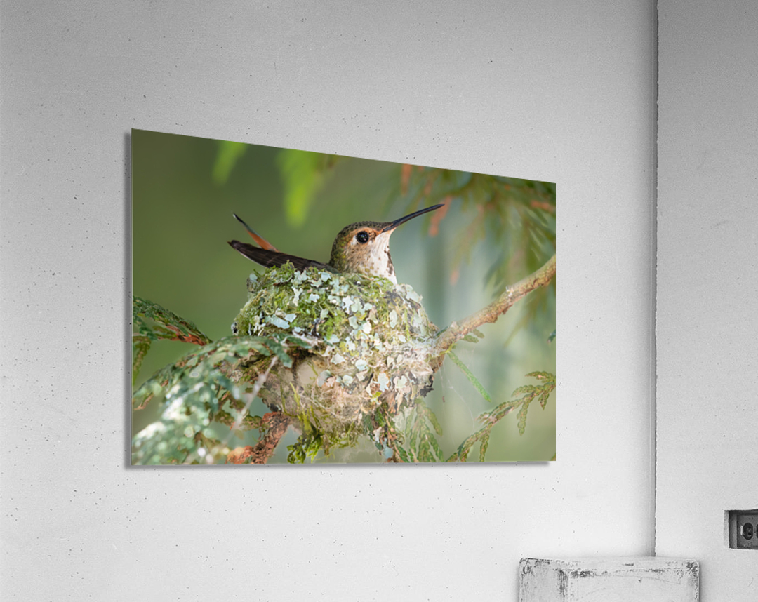 Female Rufous Hummingbird Acrylic Print