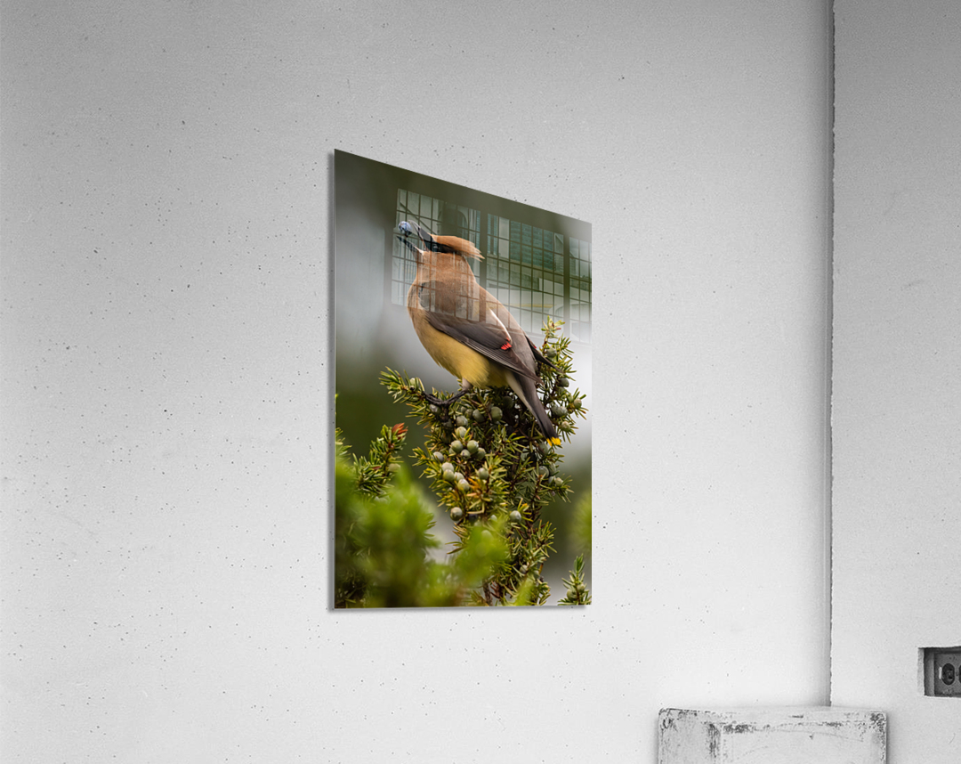 Cedar Waxwing Acrylic Print