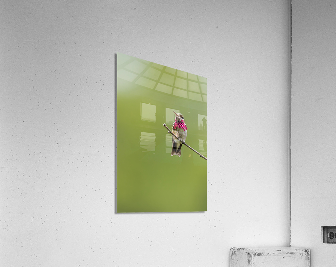 Male Calliope Hummingbird Acrylic Print