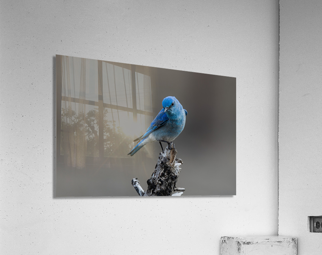 Male Mountain Bluebird Acrylic Print