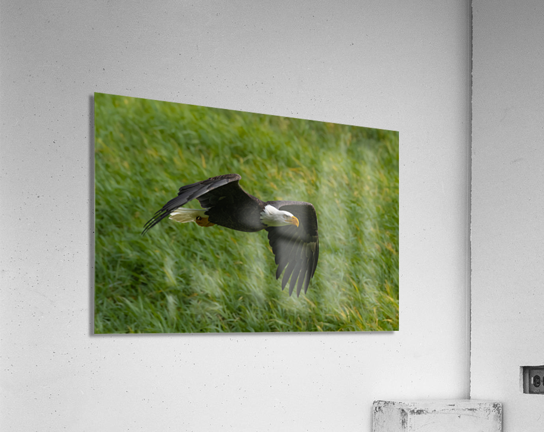 Bald Eagle Acrylic Print