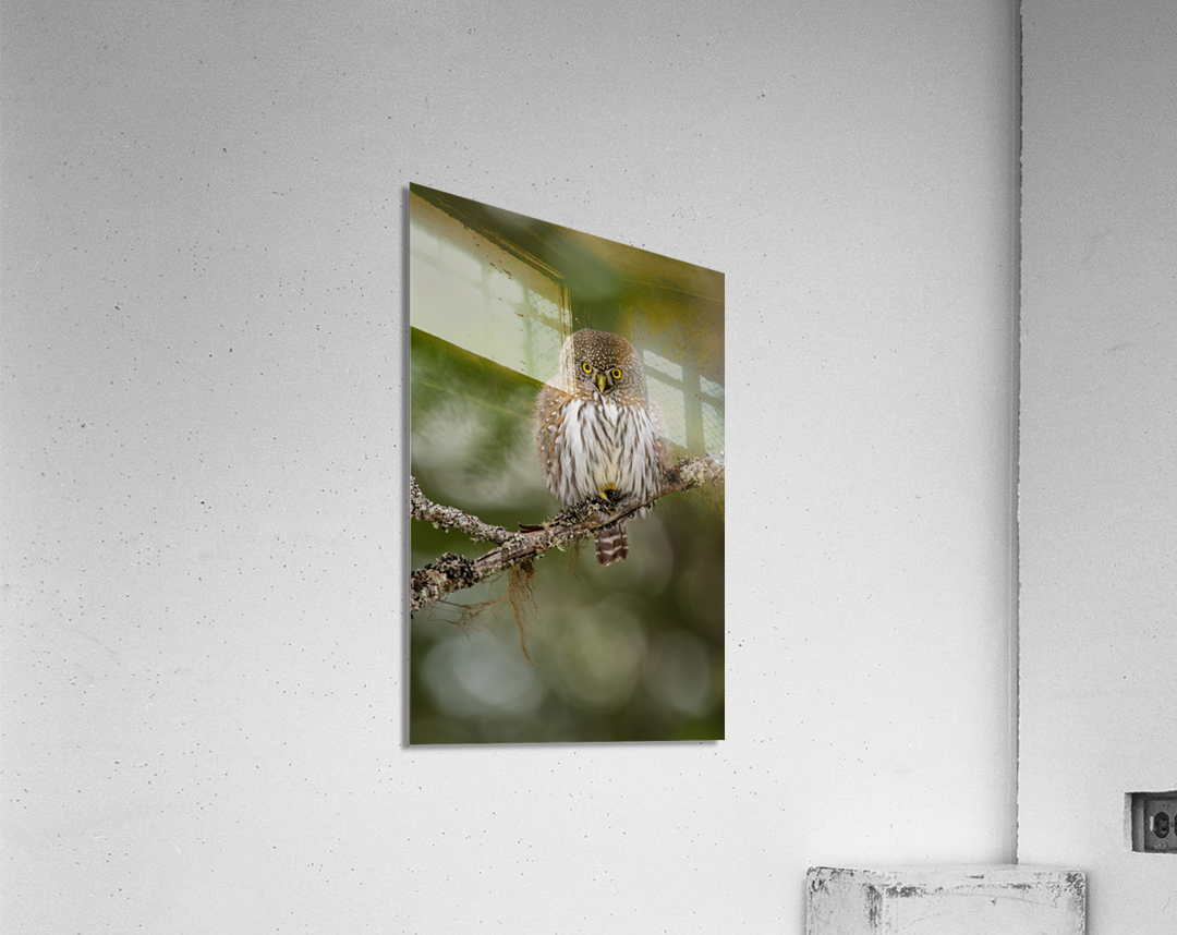 Northern Pygmy Owl Acrylic Print