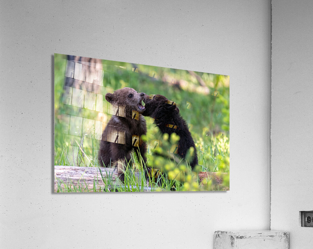 Grizzly Cubs Acrylic Print