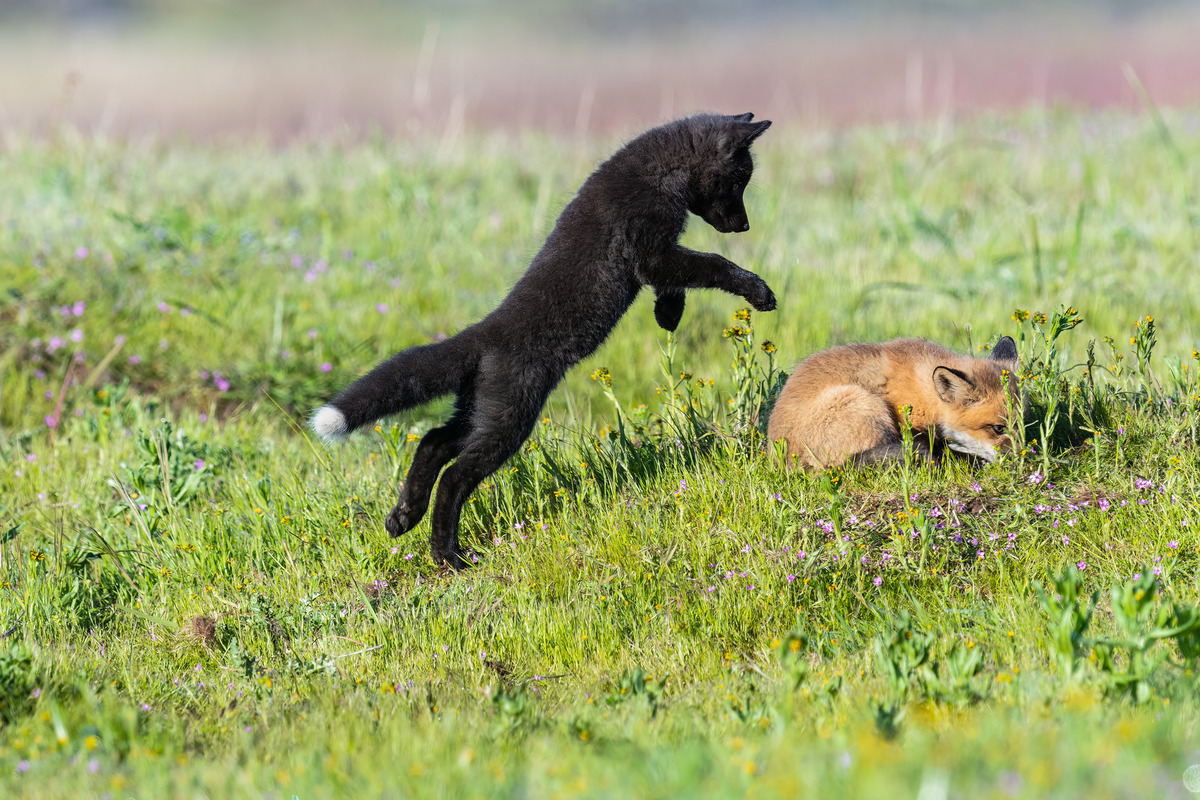 Impression de cadre personnalisé