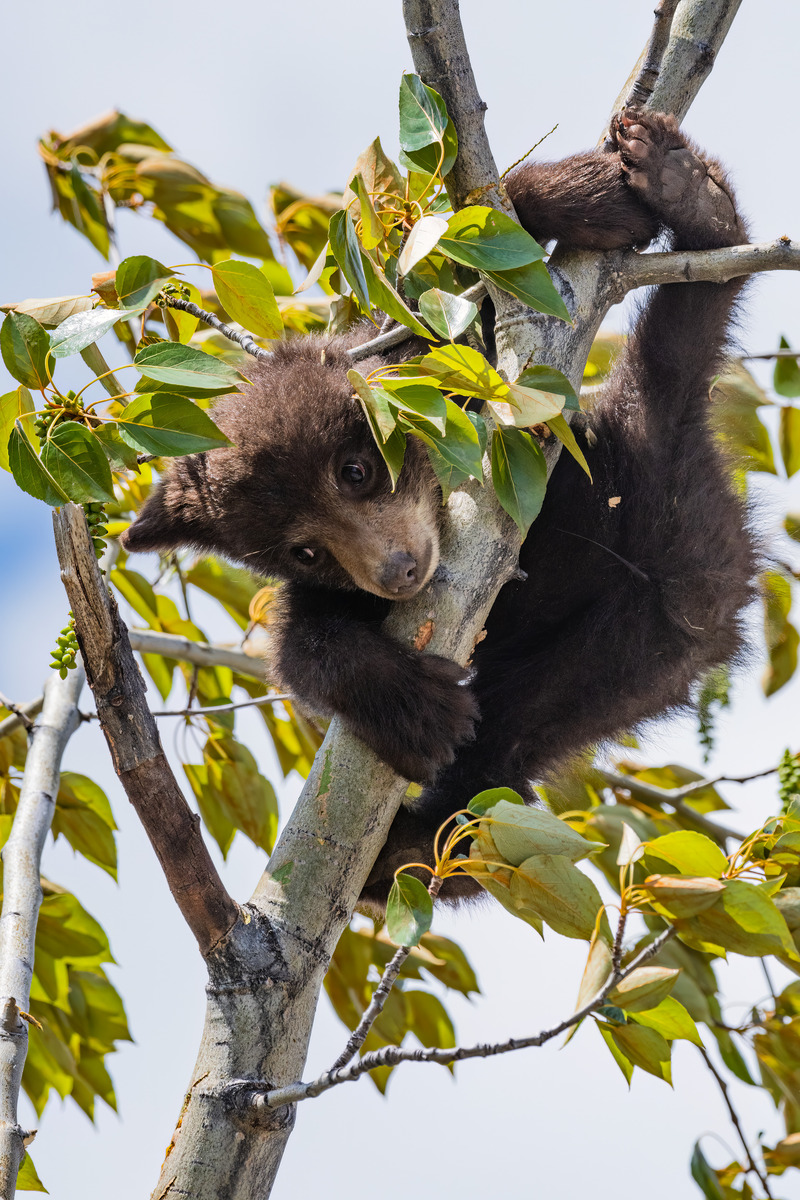 Impression de cadre personnalisé