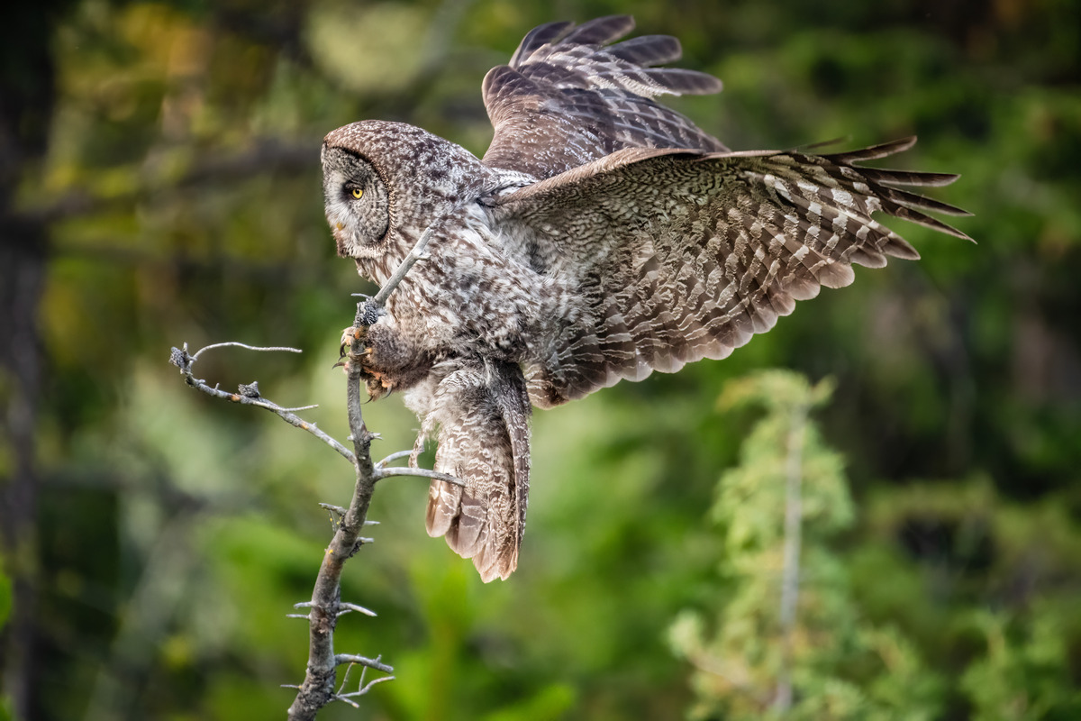 Impression de cadre personnalisé
