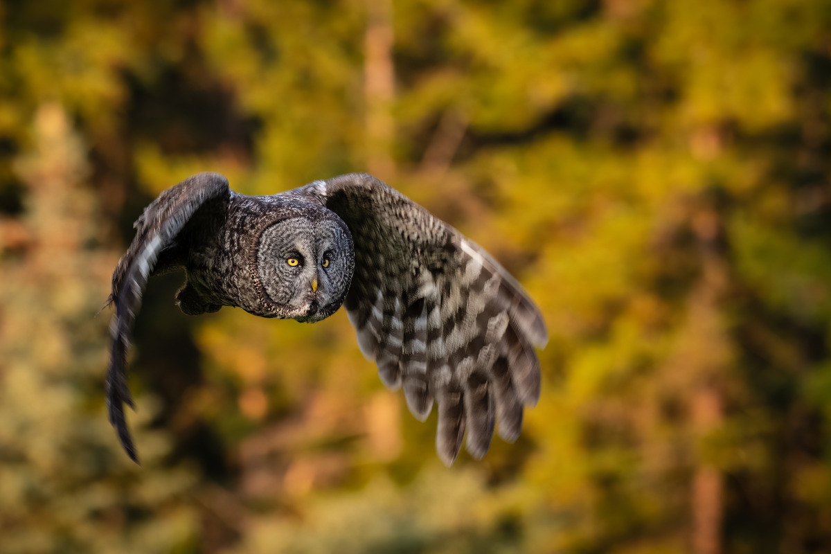 Impression de cadre personnalisé
