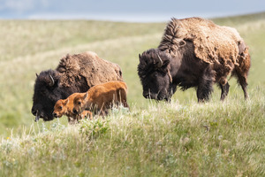 Female Bison with Calves