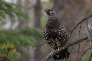 Male Spruce Grouse