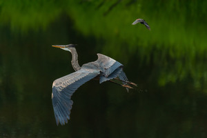 Great Blue Heron