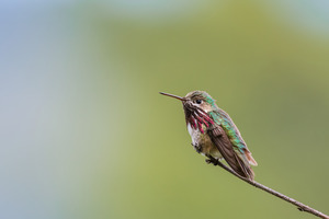 Male Calliope Hummingbird