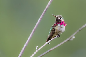 Male Calliope Hummingbird