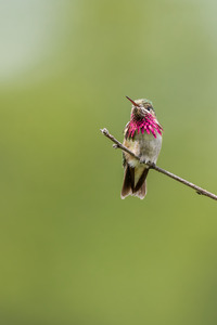 Male Calliope Hummingbird
