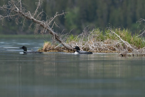 Common Loons