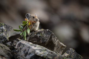 American Pika