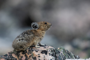 American Pika