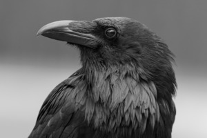 Raven