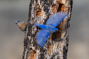 Western Bluebirds
