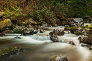 Forest Stream