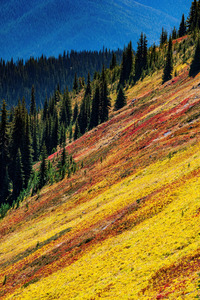 Mountain Wild Flowers