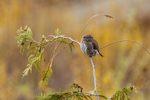 Northern Pygmy Owl