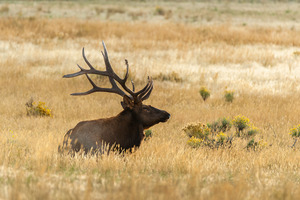 Bull Elk